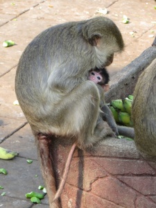 Macaque mother with newborn in Lop Buri, Thailand.